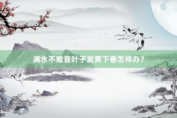 滴水不雅音叶子发黄下垂怎样办？